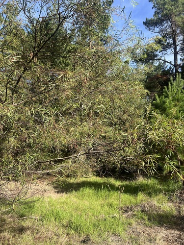 Water Wattle (Acacia retinodes)