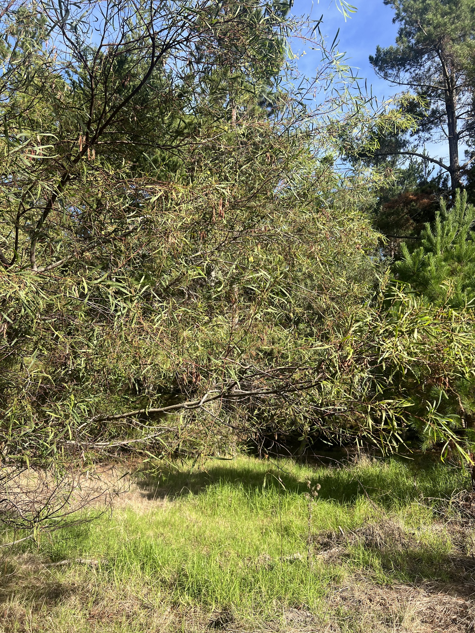 Water Wattle (Acacia retinodes)