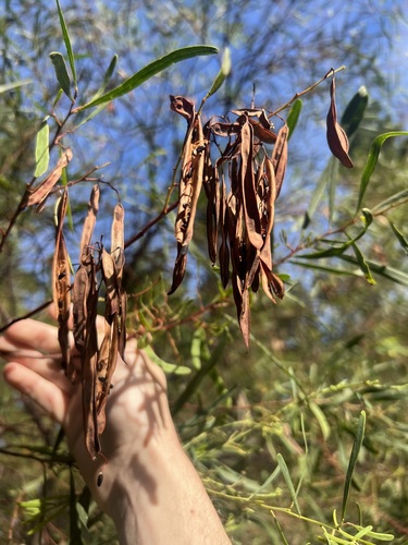 Acacia retinodes