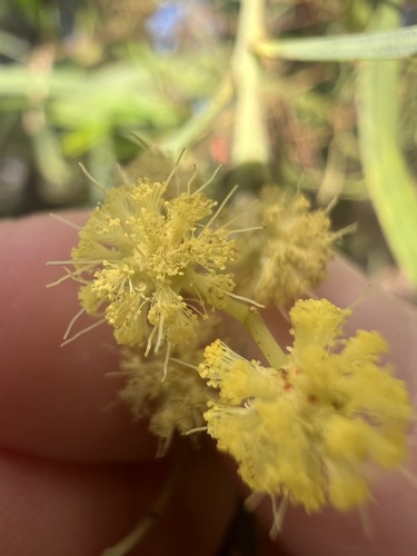 Acacia retinodes