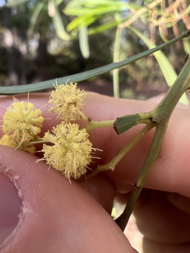 Acacia retinodes