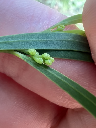 Acacia retinodes