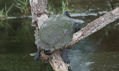 Trachemys decussata