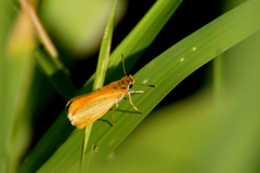 Ancyloxypha nitedula