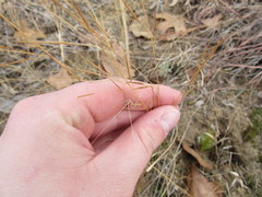 Aristida tuberculosa