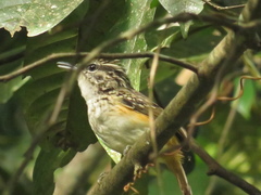 Hypocnemis peruviana