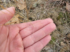 Aristida tuberculosa