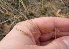 Aristida tuberculosa