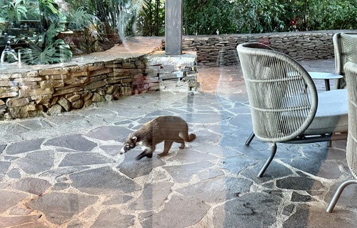White-nosed Coati observed by jrskipp