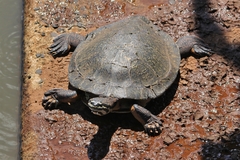 Phrynops williamsi