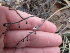 Lithospermum incisum