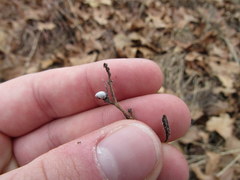 Lithospermum incisum