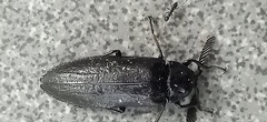 Callirhipidae