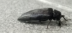 Callirhipidae