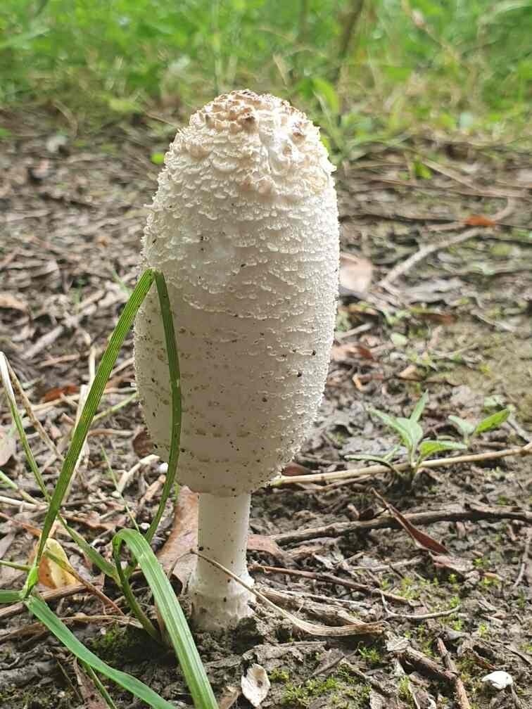 Coprinus comatus · January 2026 · photo: © leyton5 (iNaturalist, cc-by)