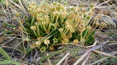 Colobanthus quitensis