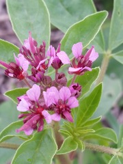 Polanisia dodecandra riograndensis