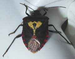 Halyomorpha scutellata