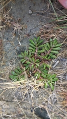 Eriachaenium magellanicum