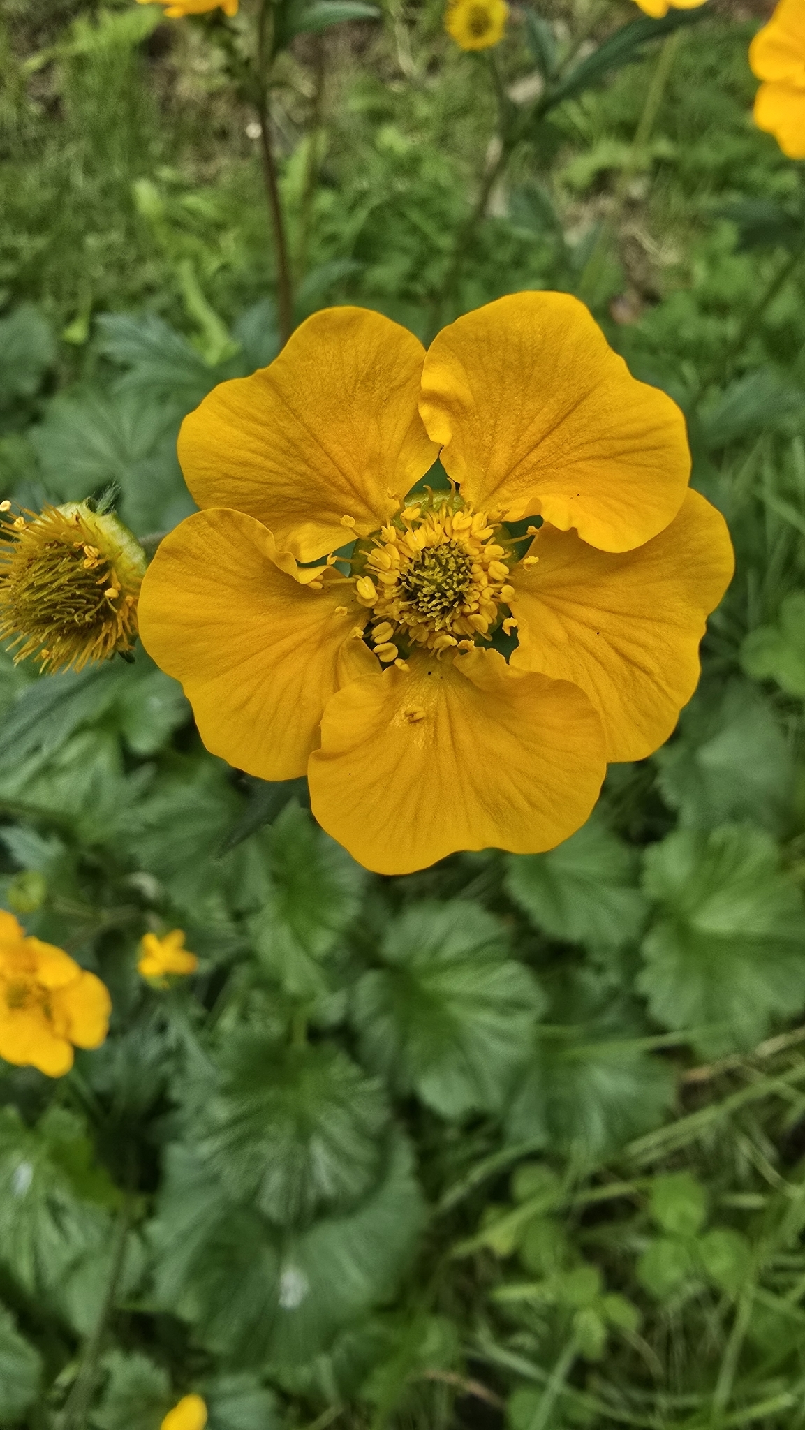 Imagem de Geum magellanicum