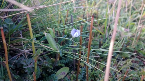 Image of Vicia magellanica by no rights reserved
