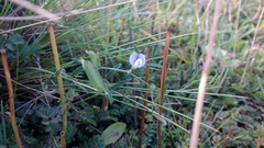 Vicia magellanica