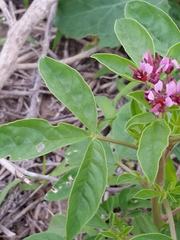 Polanisia dodecandra riograndensis