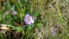 Geranium magellanicum