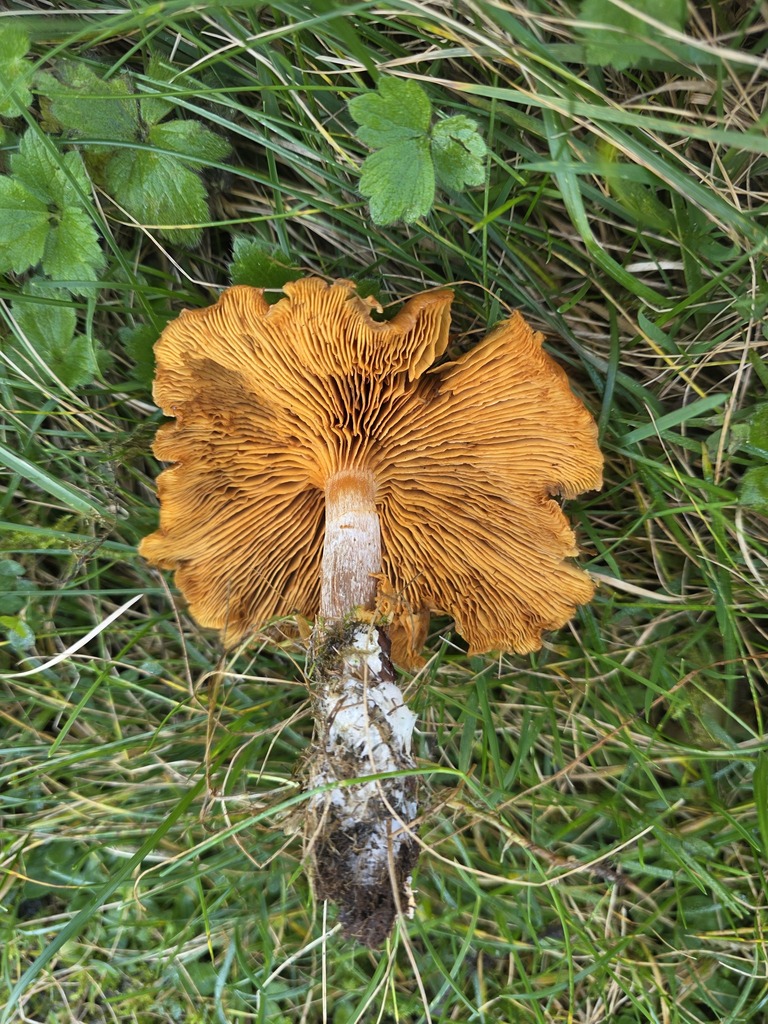Gymnopilus penetrans · November 2025 · photo: © tsunami--- (iNaturalist, cc-by)