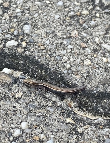 Subdoluseps bowringii