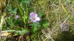 Geranium magellanicum