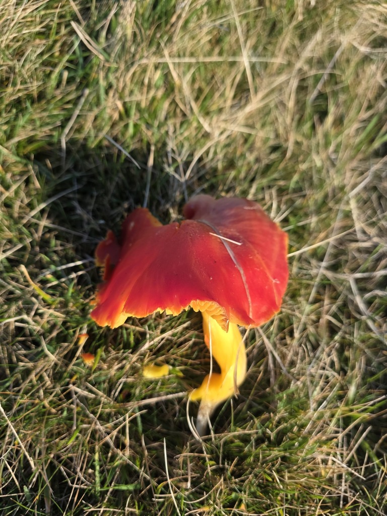 Hygrocybe splendidissima · November 2025 · photo: © tsunami--- (iNaturalist, cc-by)