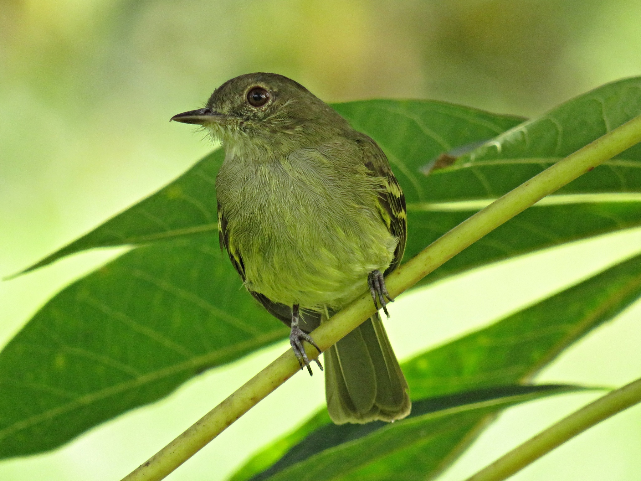 Yellow-crowned Elaenia illustration