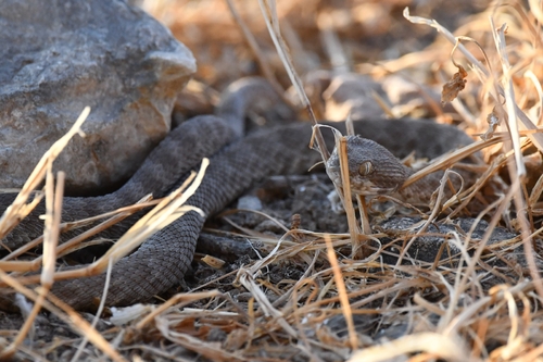 Khosatzki's Saw-scaled Viper