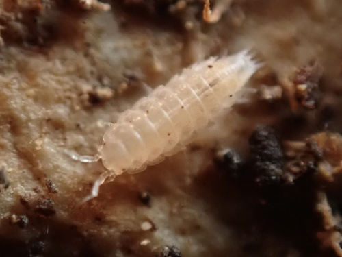 Trichoniscus fragilis