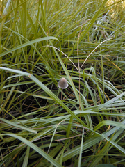 Panaeolus papilionaceus parvisporus