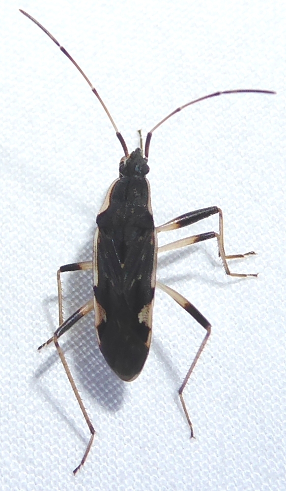 Dieuches pamelae