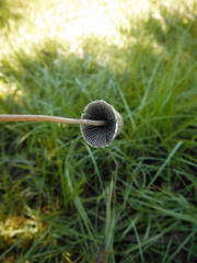 Panaeolus papilionaceus parvisporus