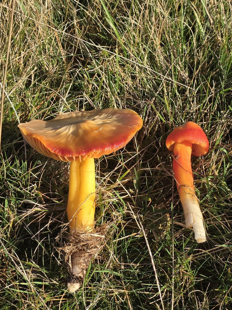 Hygrocybe punicea · November 2025 · photo: © tsunami--- (iNaturalist, cc-by)