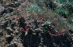 Dudleya candelabrum