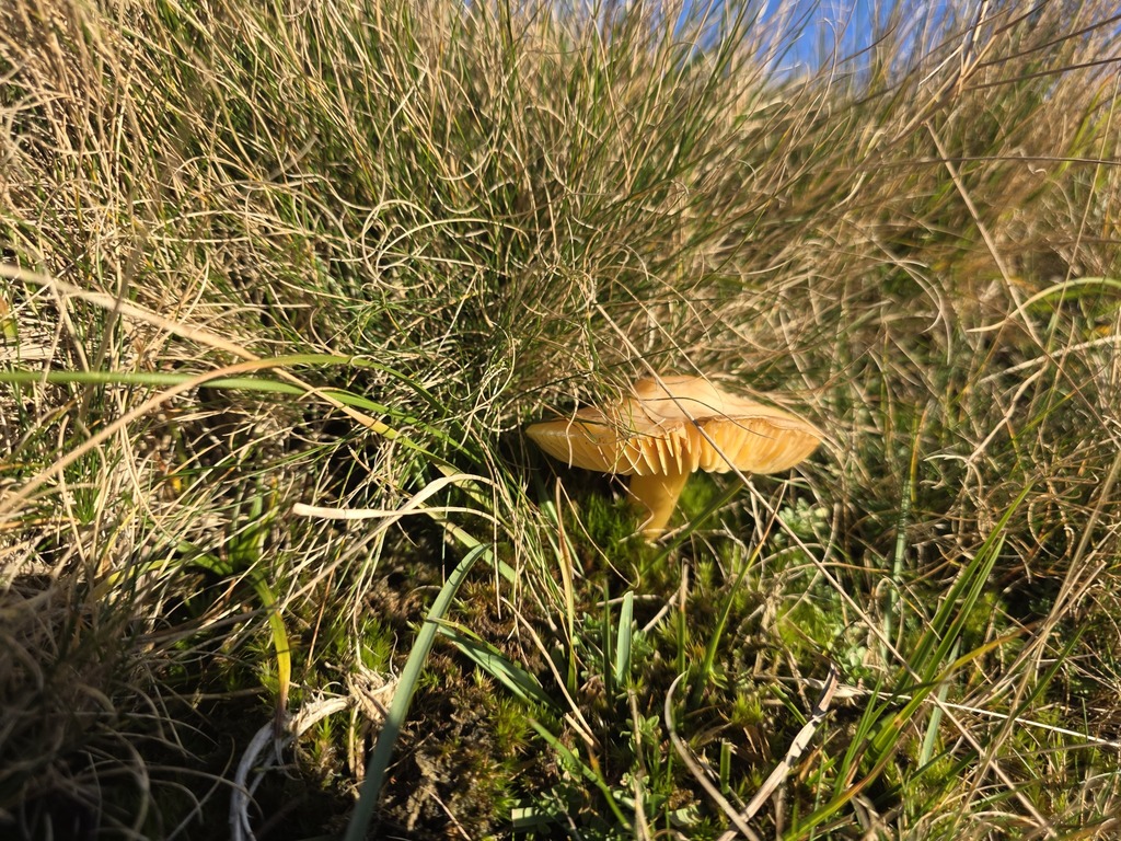 Hygrocybe punicea · November 2025 · photo: © tsunami--- (iNaturalist, cc-by)
