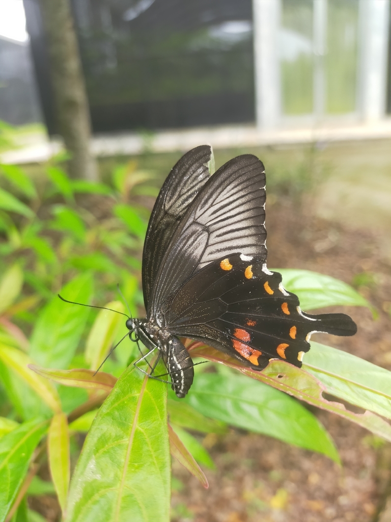 Papilio tereas (Papilio tereas)