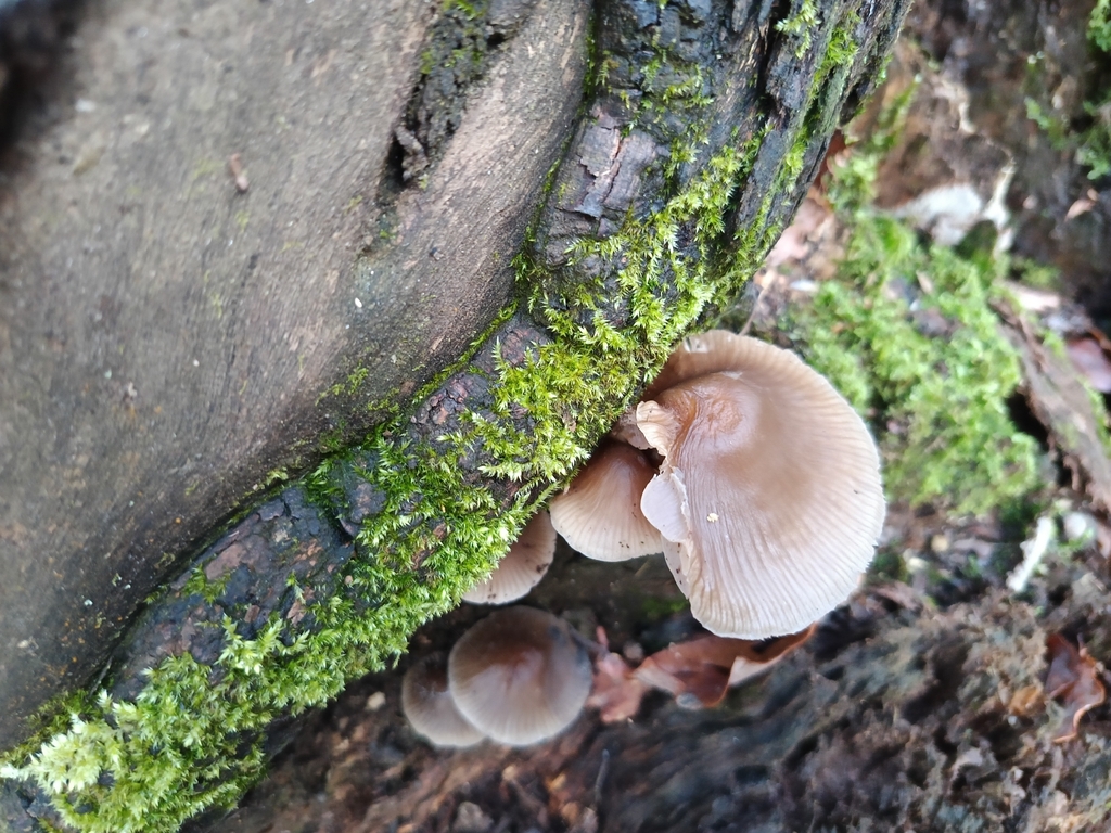 Mycena galericulata · January 2026 · photo: © carl_ramirez (iNaturalist, cc-by)