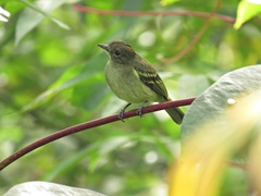 Myiopagis flavivertex