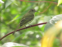 Myiopagis flavivertex
