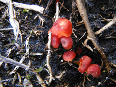 Hygrocybe subminiata