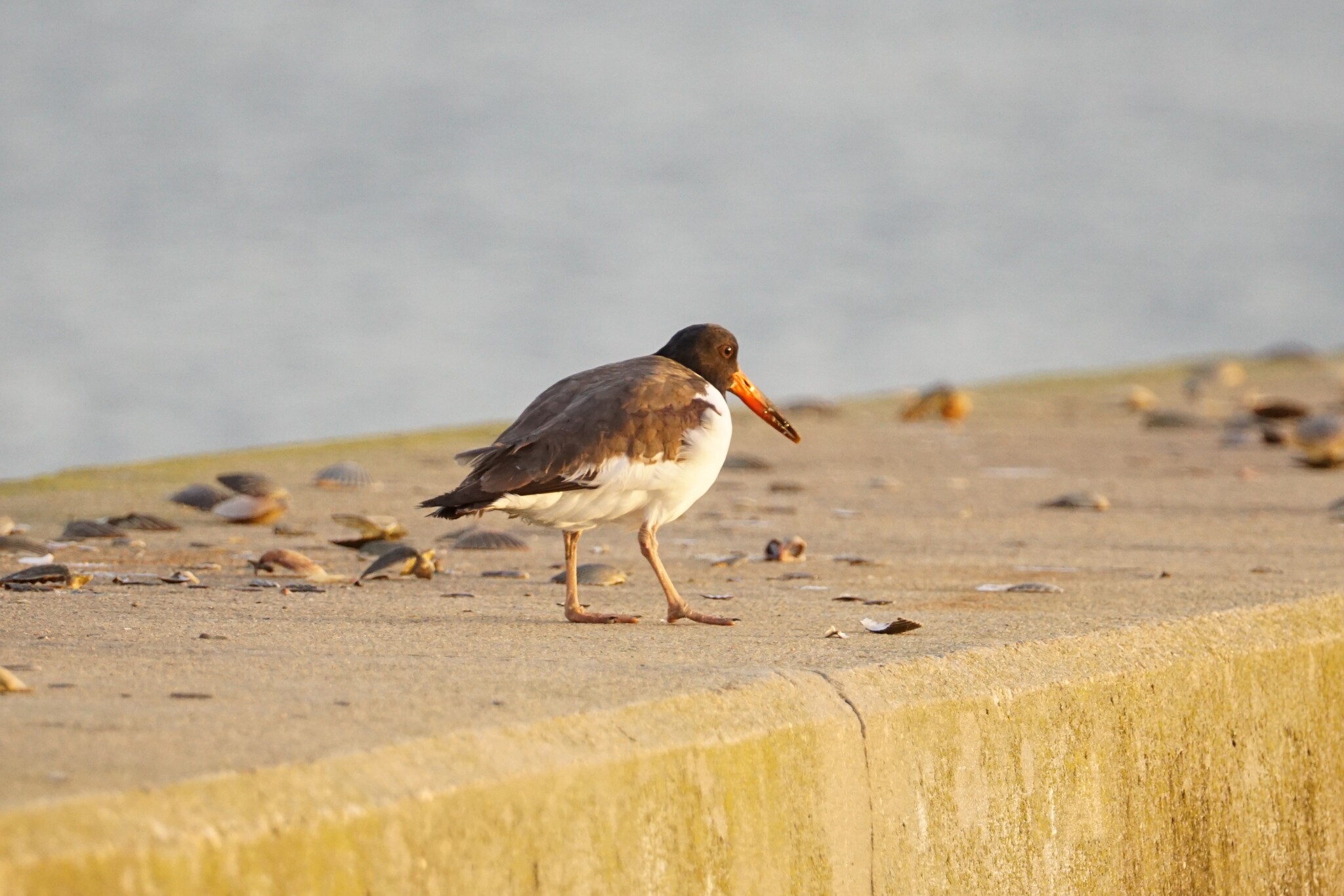 American Oystercatcher (Haematopus palliatus), photo 2