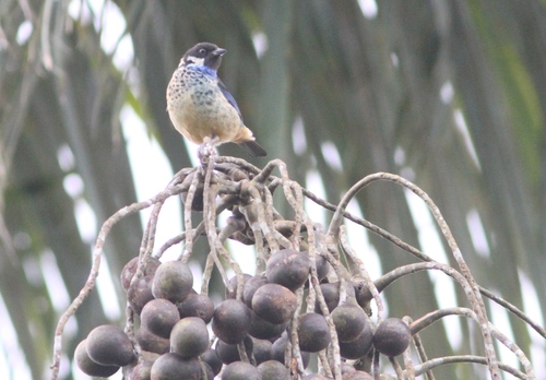 Green-naped Tanager (Tangara fucosa), photo 3