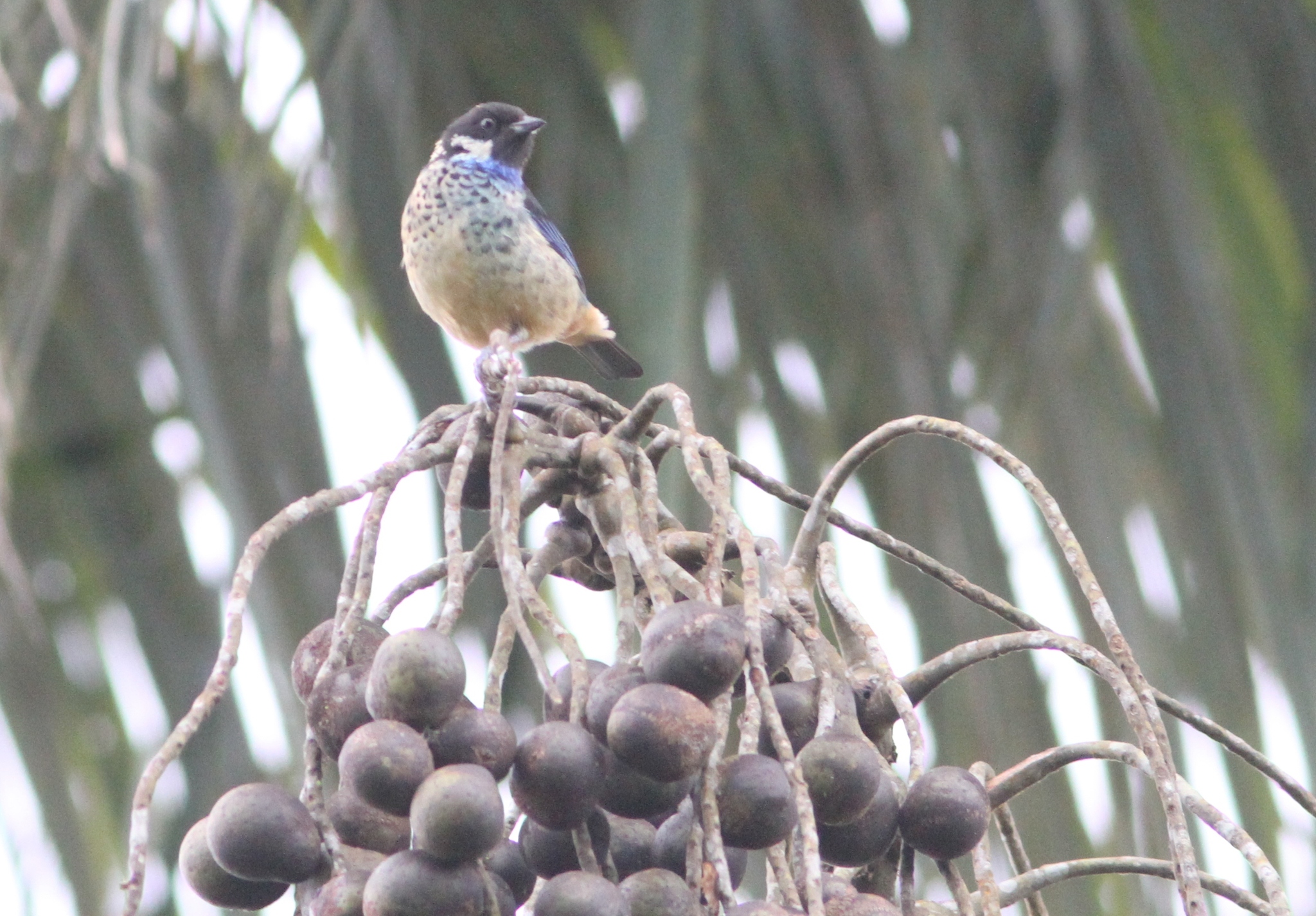 Green-naped Tanager (Tangara fucosa), photo 1