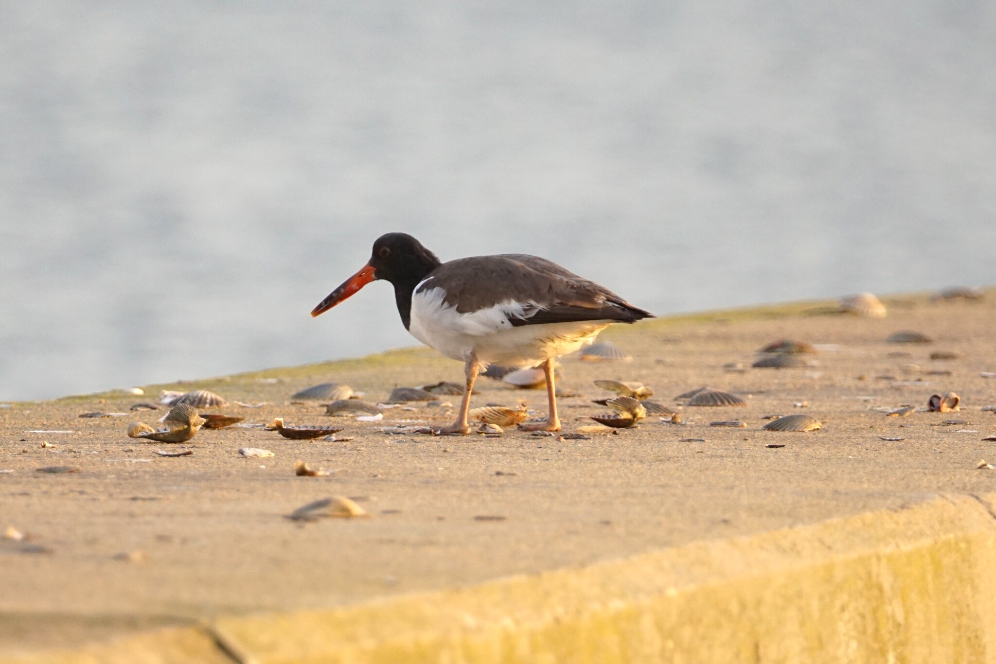 American Oystercatcher (Haematopus palliatus), photo 3